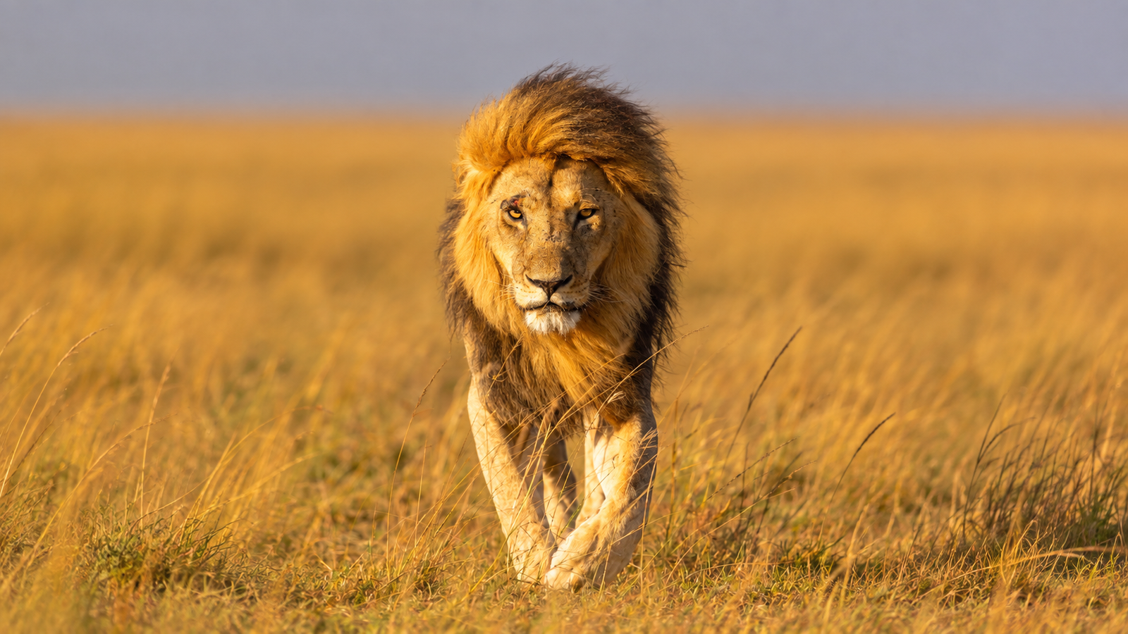 Lion in South Africa